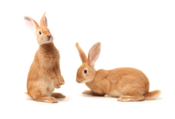 bunny