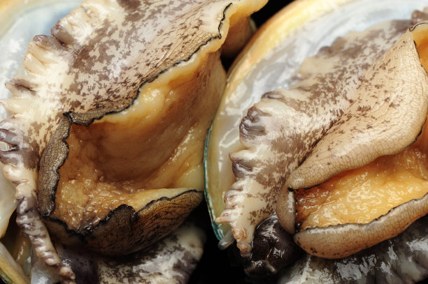 abalone