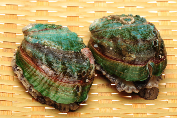 abalone