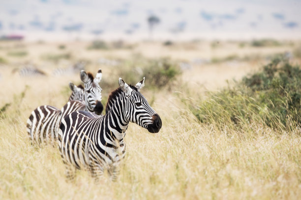 zebra