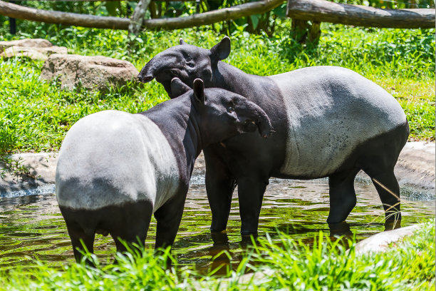 tapir