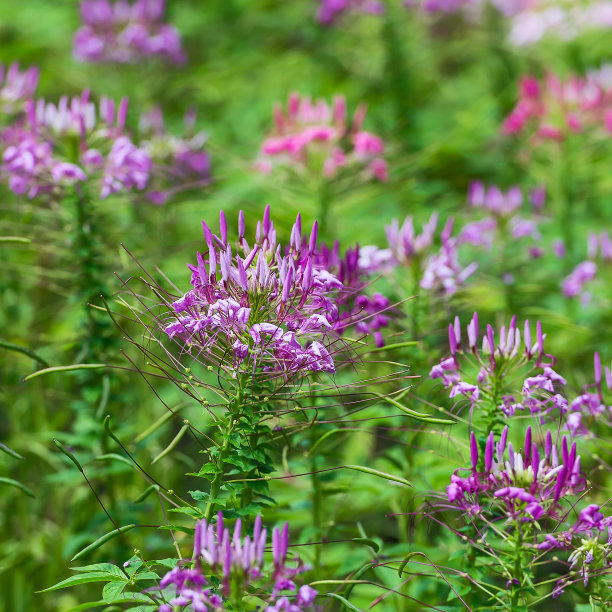 cleome