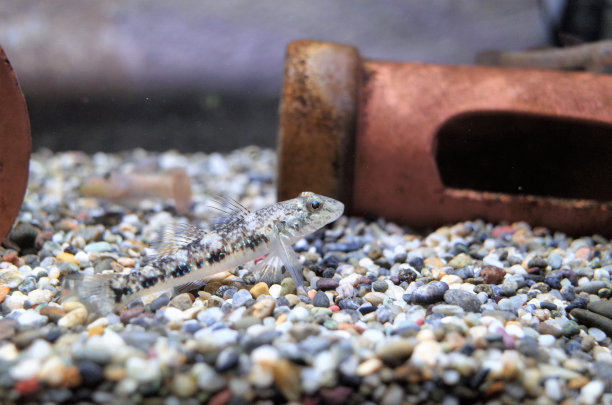 aquarium