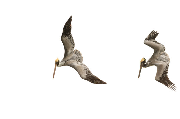 pelecanus