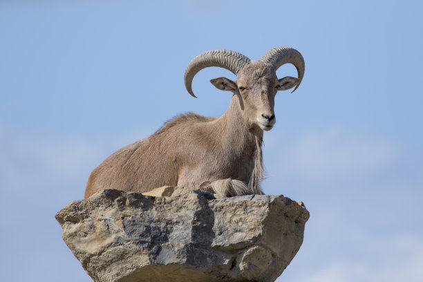 sheep