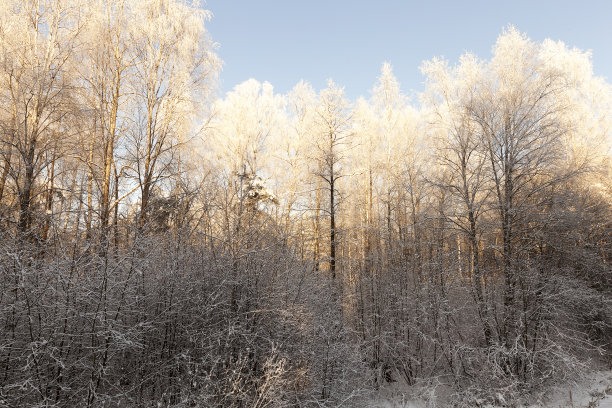 雪原冬季桦树林