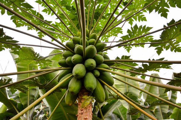 papaya