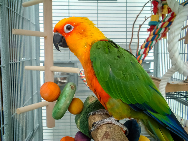 parrots