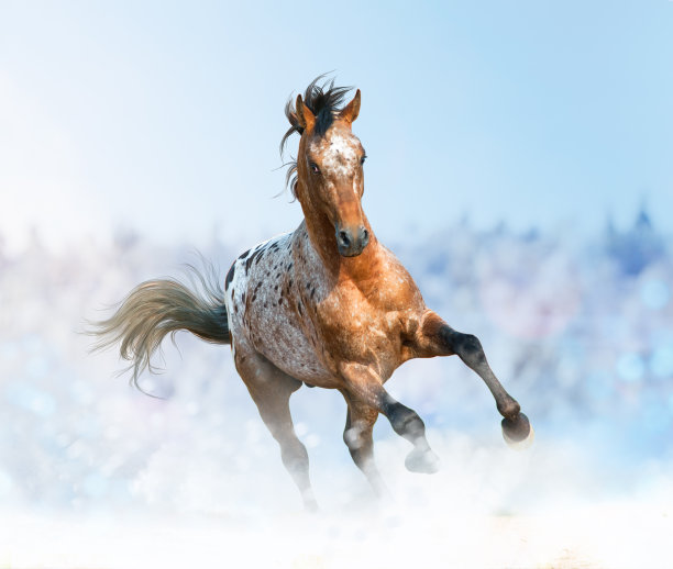 mustang