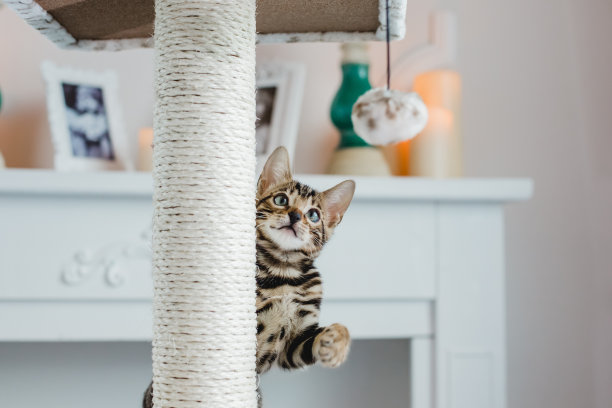 playful