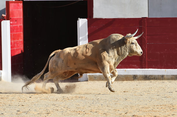 bull