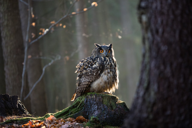 strix