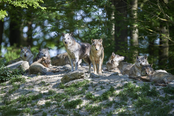wolf
