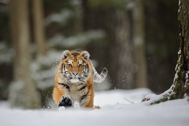 siberian