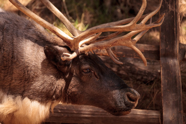 reindeer