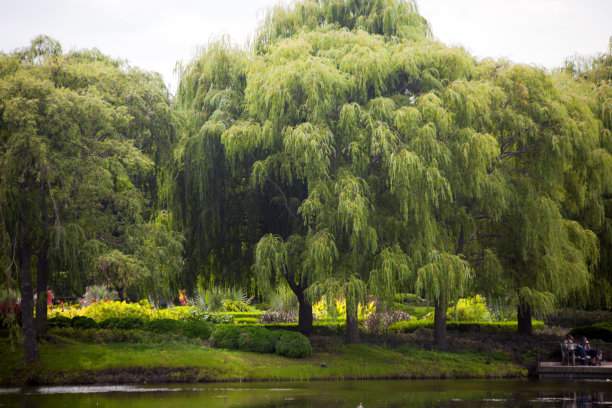 willow