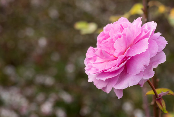 蔷薇花特写