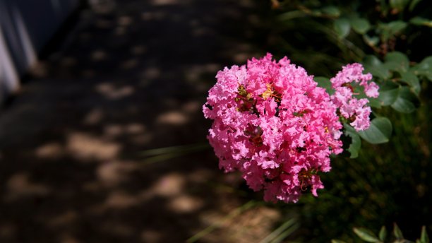 紫薇花