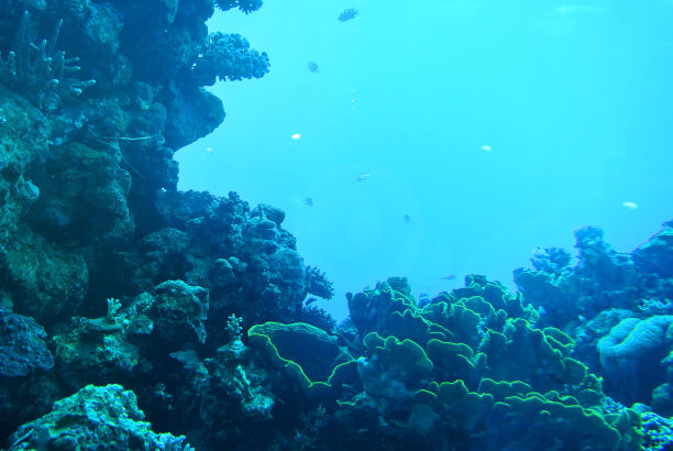 anemonefish