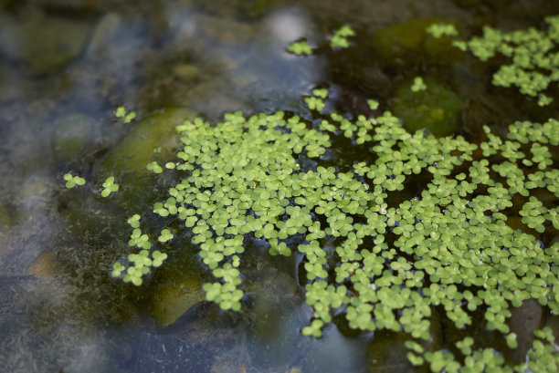 duckweed