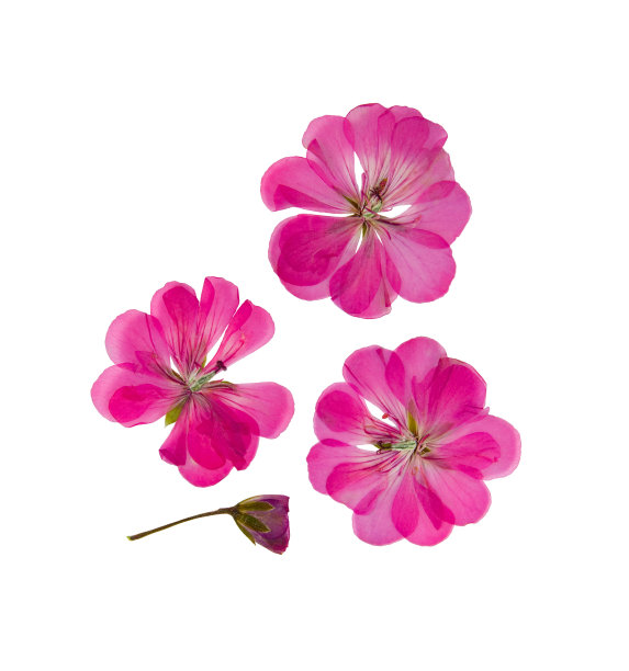 半透明花瓣图片大全 半透明花瓣设计素材 半透明花瓣模板下载 半透明花瓣图库 昵图网soso Nipic Com