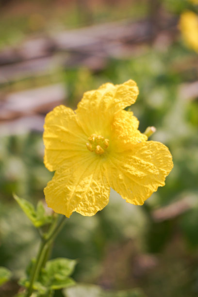 丝瓜花