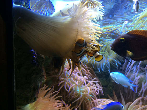 anemonefish