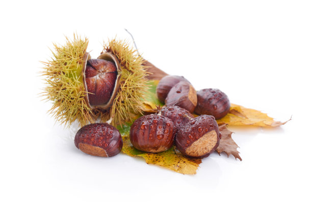 chestnut