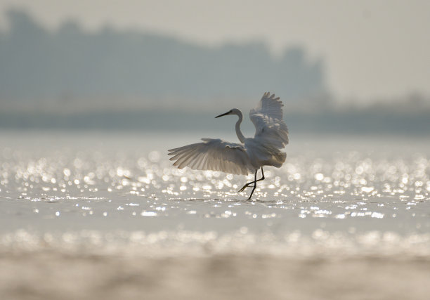 egret