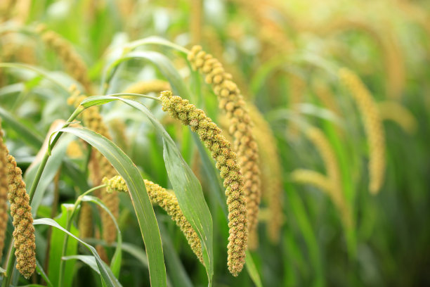 millet