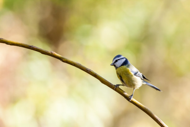 avian