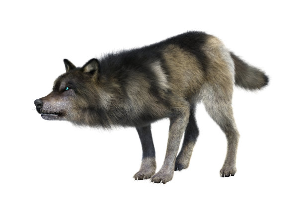 wolf