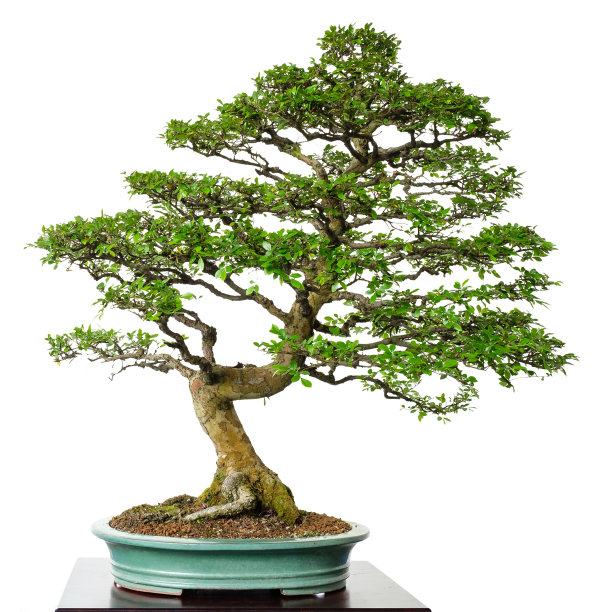 bonsai