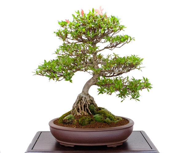 bonsai