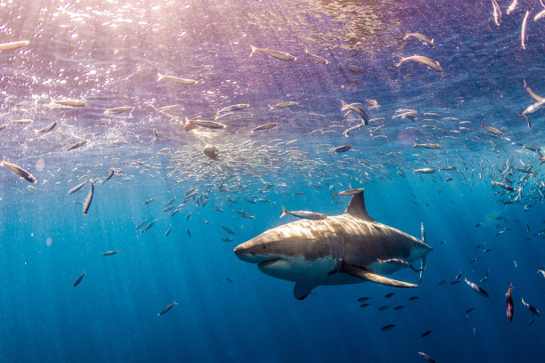 shark
