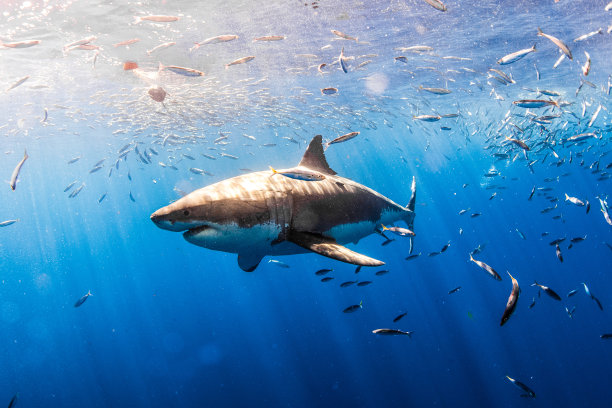 shark