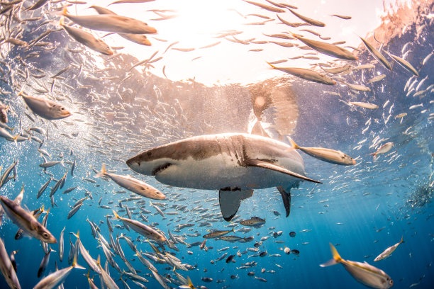 shark
