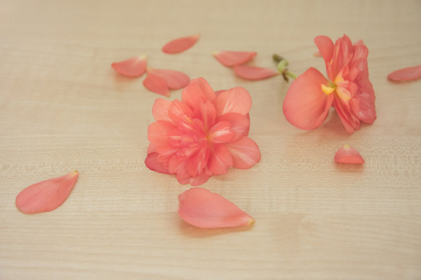begonia