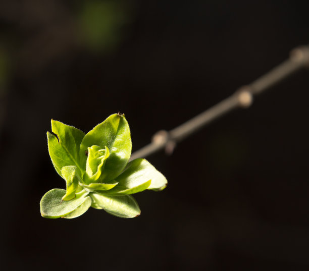stalk