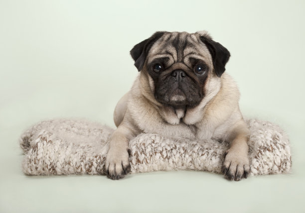 pug