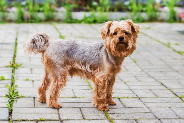 terrier