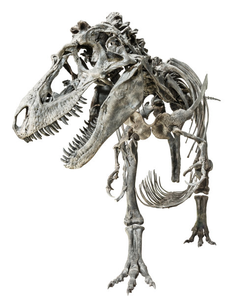 恐龙头骨雕塑