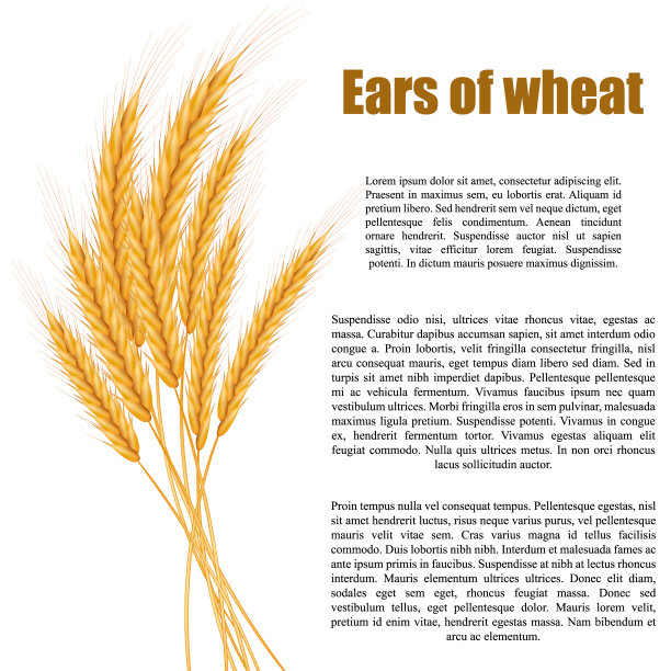 艺术麦穗矢量