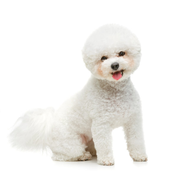比熊犬