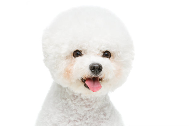 比熊犬