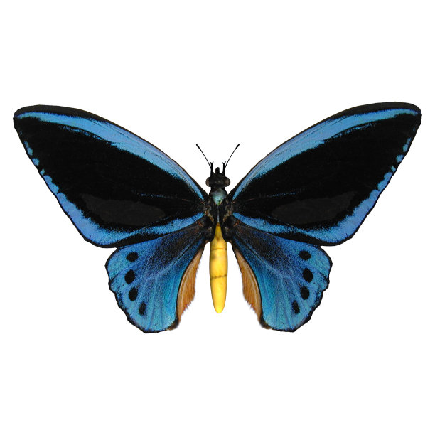 ornithoptera