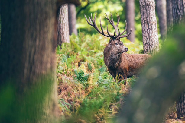 wildlife