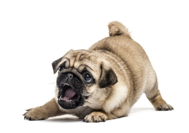 pug