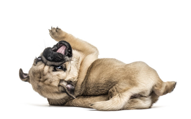 pug