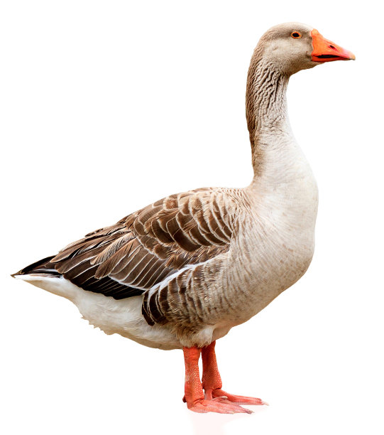 goose